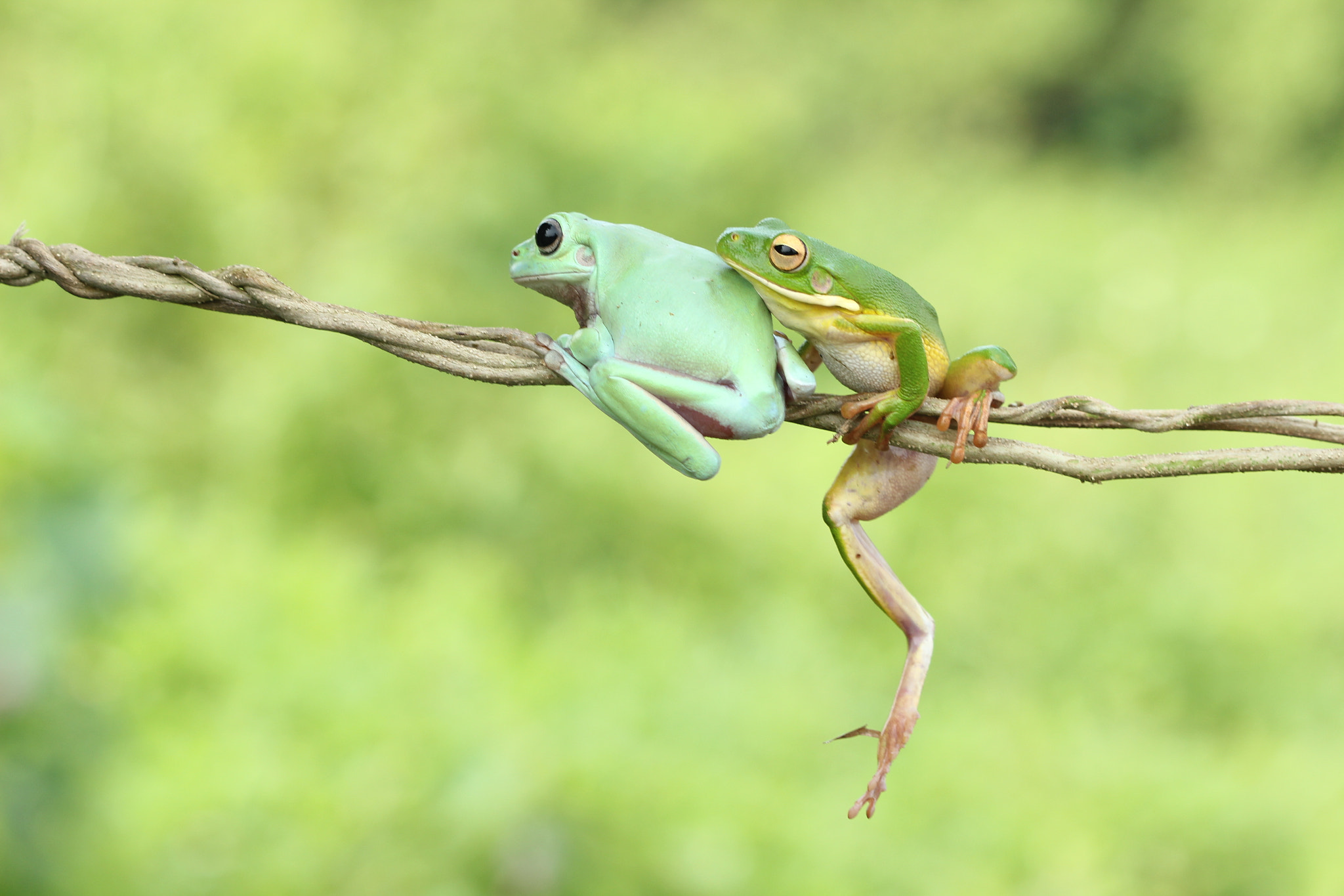 Canon EF 100mm F2.8 Macro USM sample photo. Green frog photography