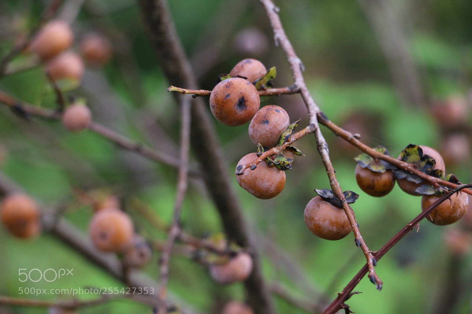Canon EOS 70D sample photo. Untitled photography
