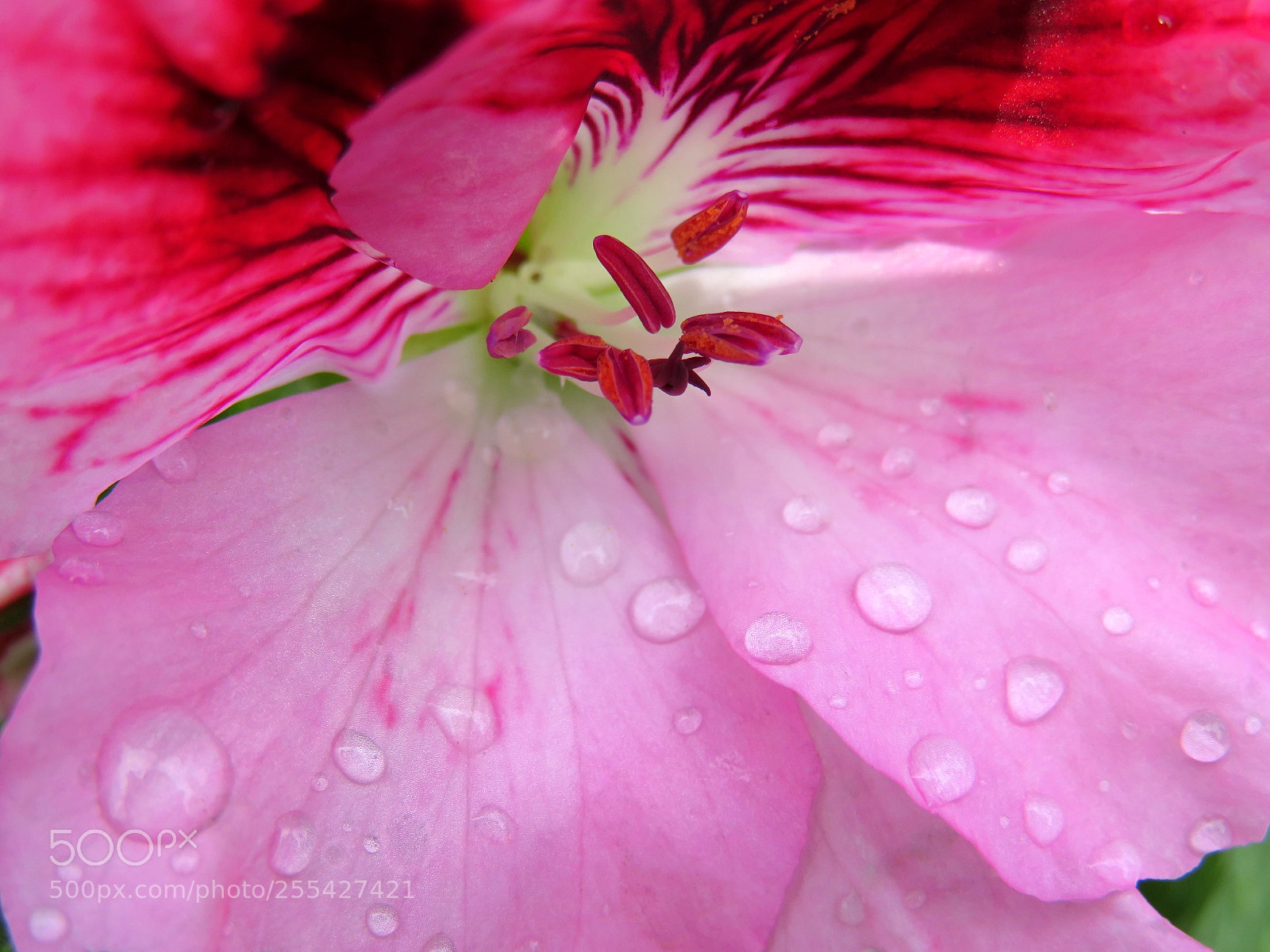 Canon PowerShot SX720 HS sample photo. After the rain photography