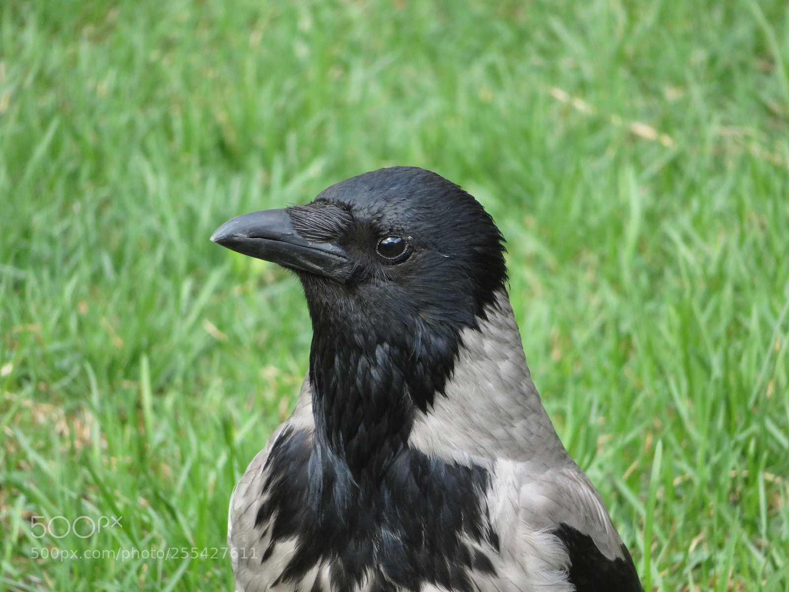 Canon PowerShot SX720 HS sample photo. On the lawn photography