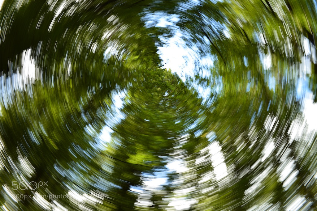 Nikon D600 sample photo. Zoom in the forest photography