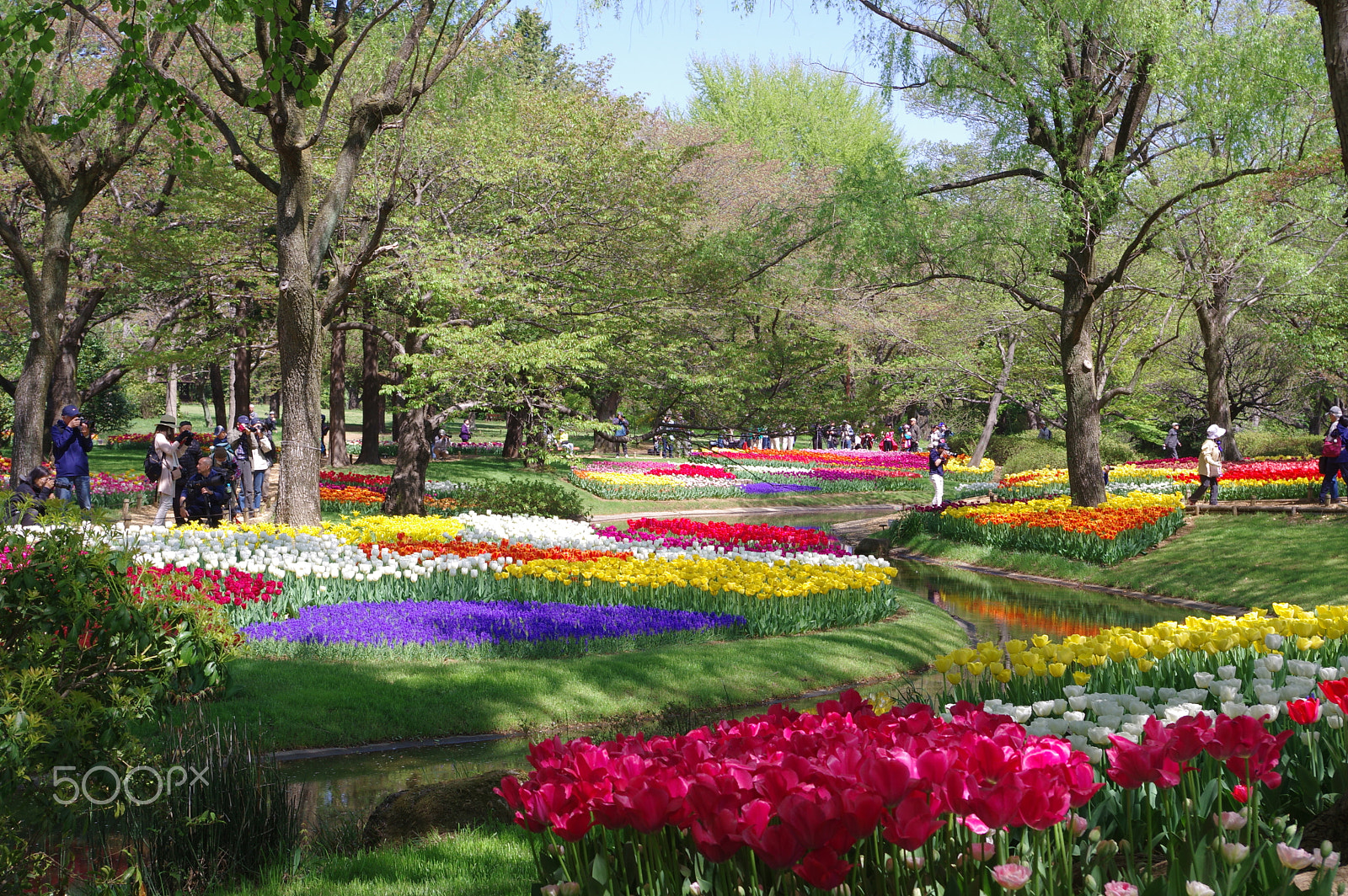 smc PENTAX-DA L 18-55mm F3.5-5.6 sample photo. Tulip field 2 photography