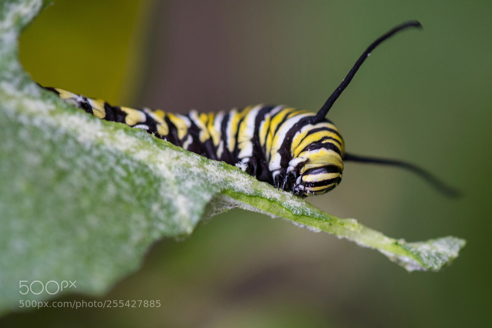 Nikon D5200 sample photo. Monarch caterpillar  photography