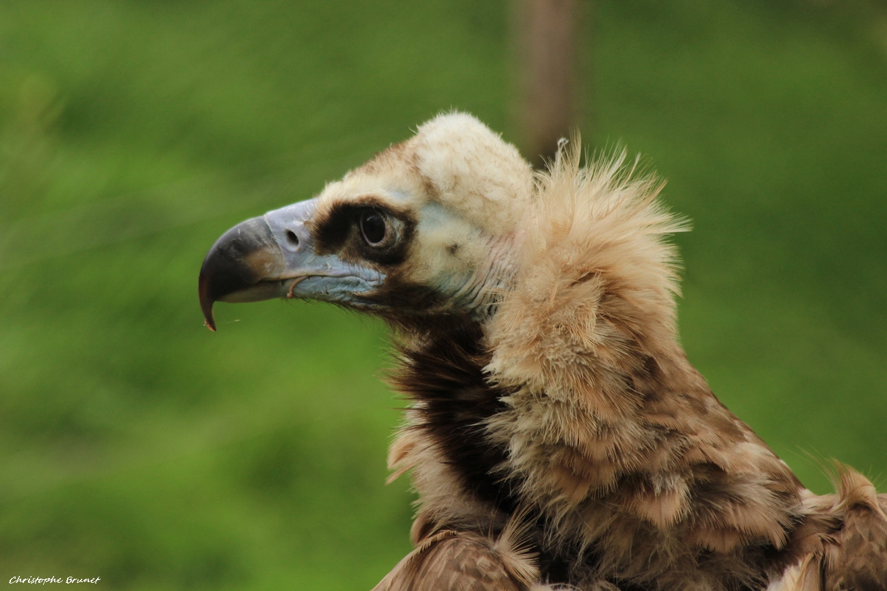 Canon EF 70-300mm F4-5.6 IS USM sample photo. Vautour fauve photography