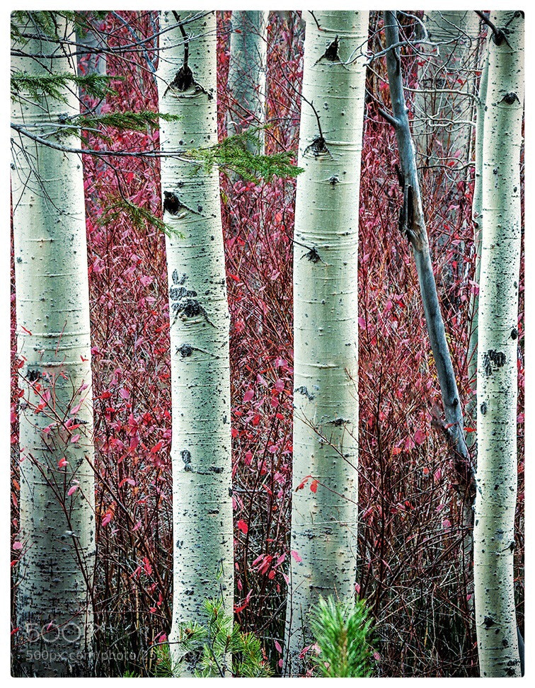 Pentax K-1 sample photo. 4 aspen photography