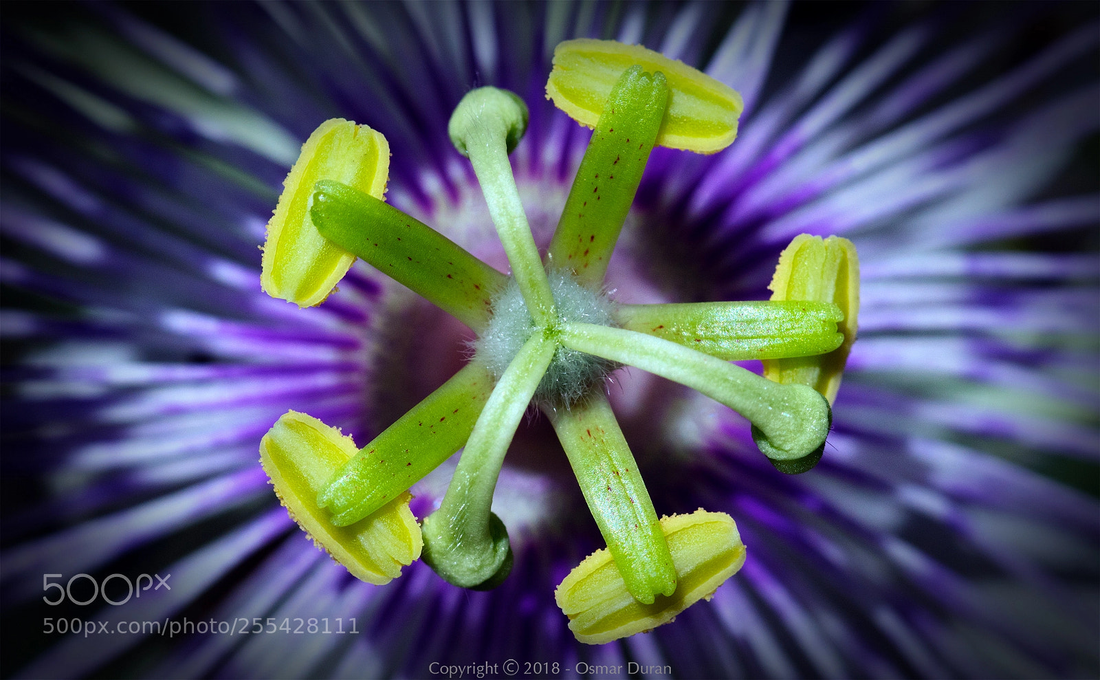 Nikon D300 sample photo. Passiflora photography