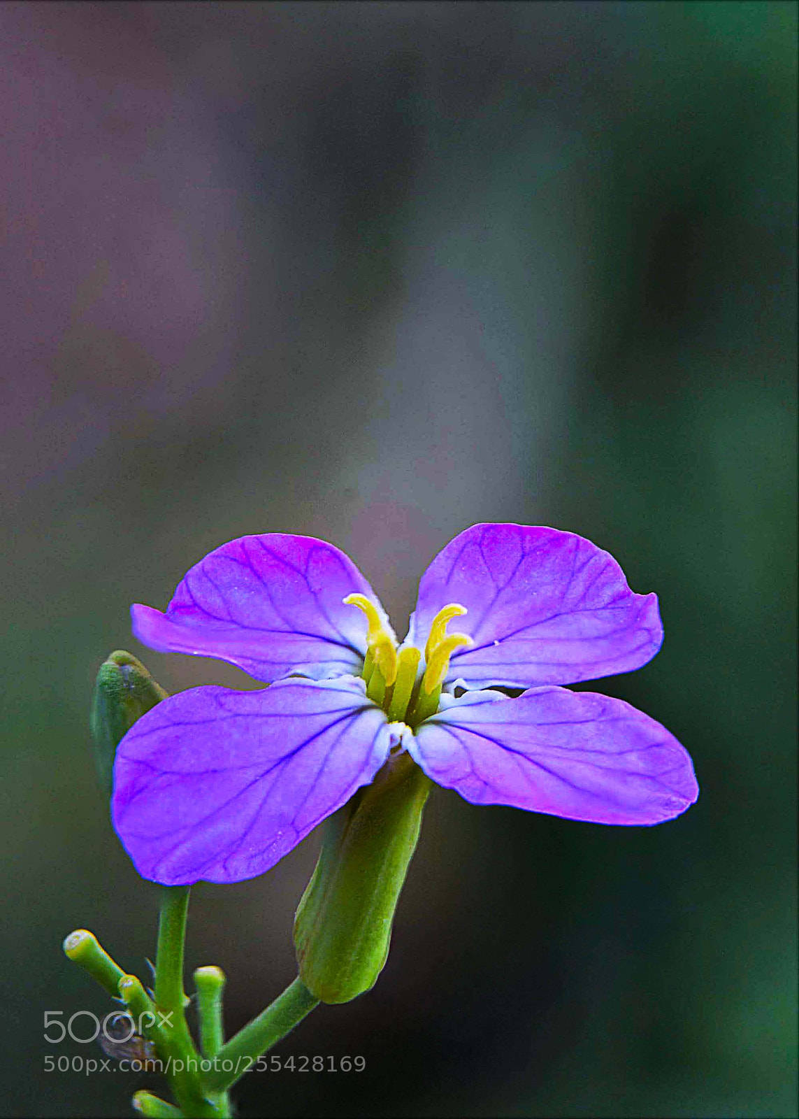Nikon D3300 sample photo. Acker rettich photography