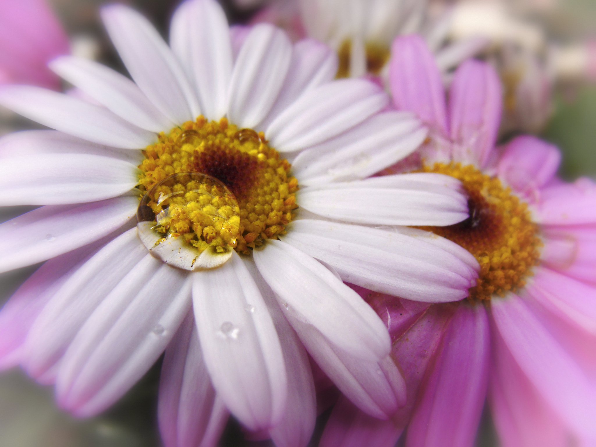 Sony Cyber-shot DSC-H10 sample photo. Drop photography