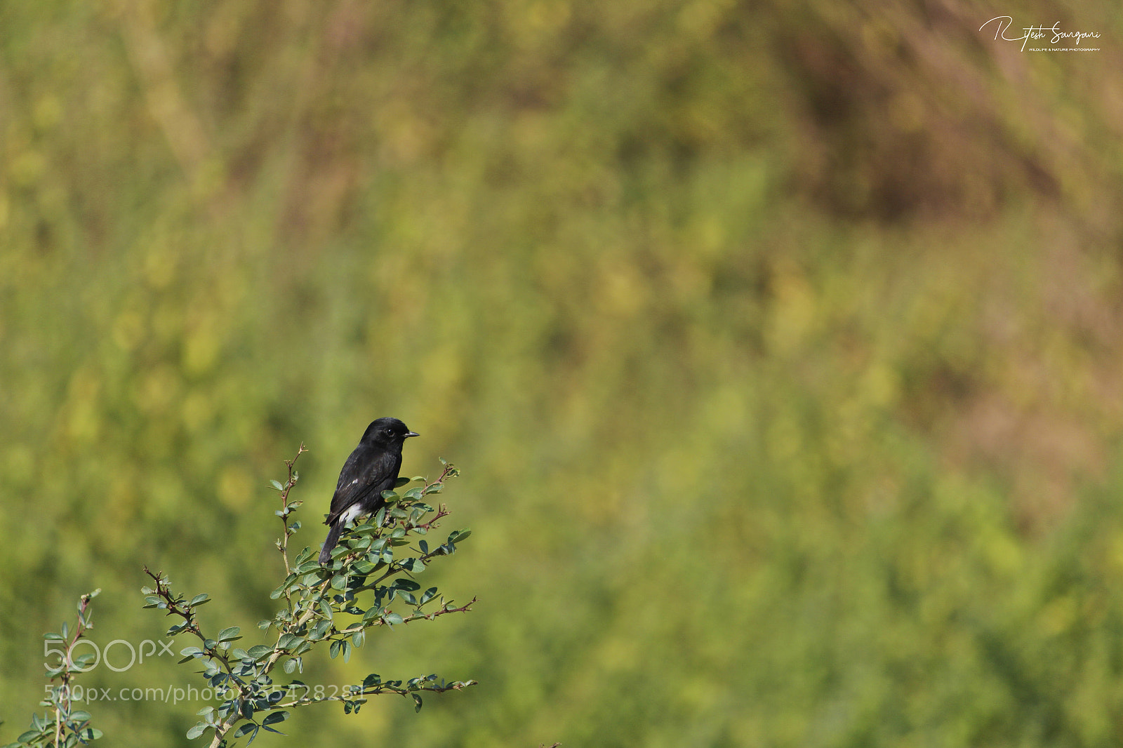 Canon EOS 700D (EOS Rebel T5i / EOS Kiss X7i) sample photo. Untitled photography