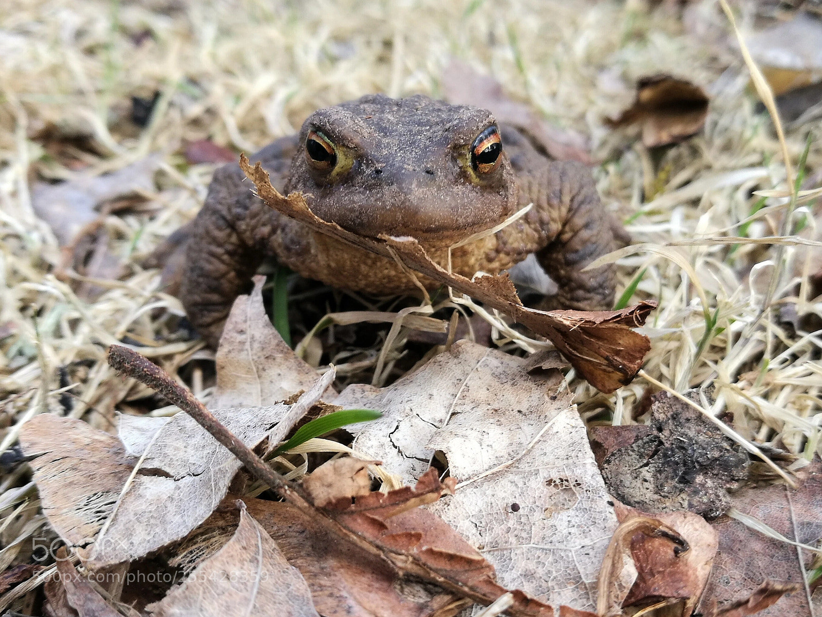 HUAWEI P9 sample photo. Danger photography