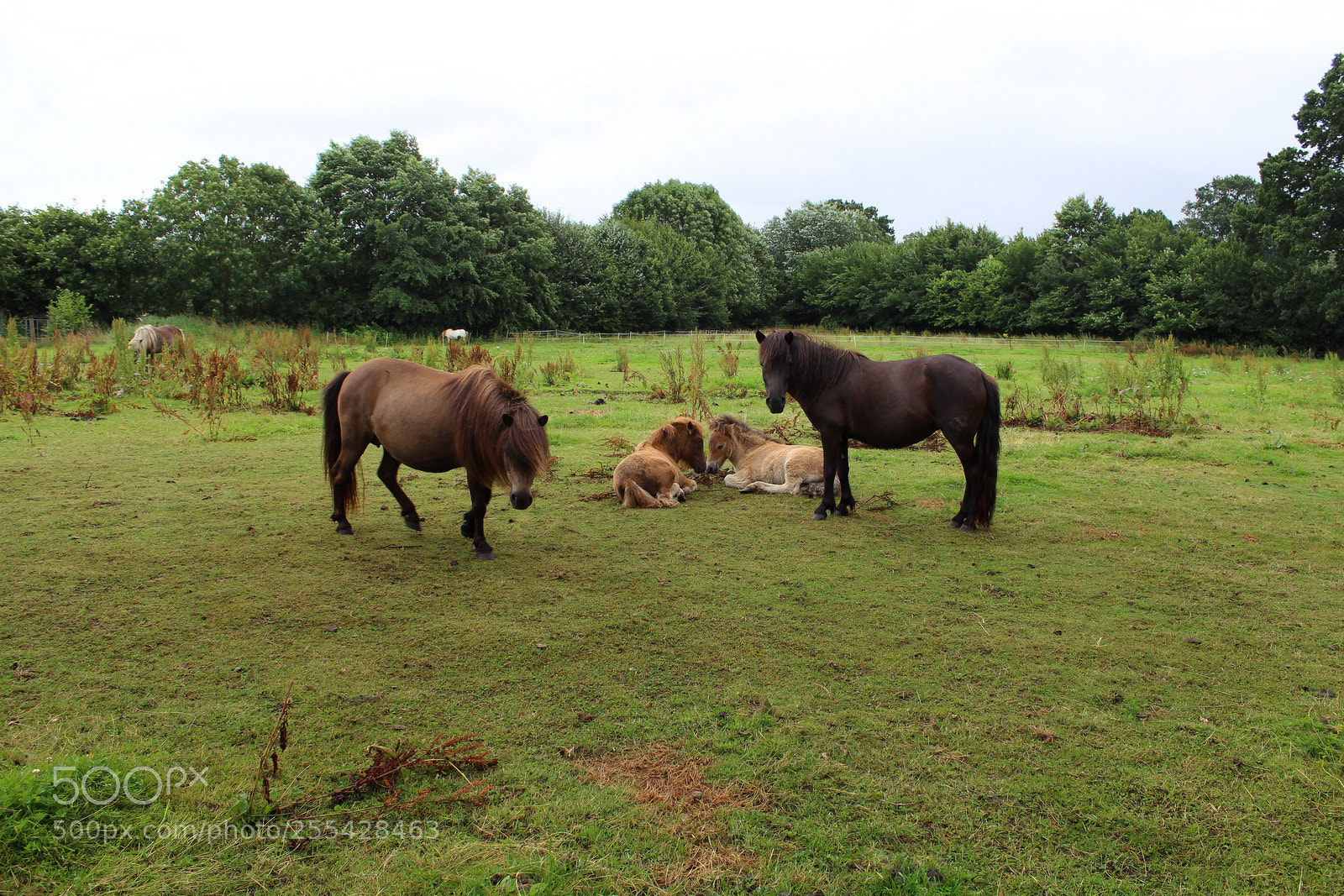Canon EOS 1200D (EOS Rebel T5 / EOS Kiss X70 / EOS Hi) sample photo. We are family... photography