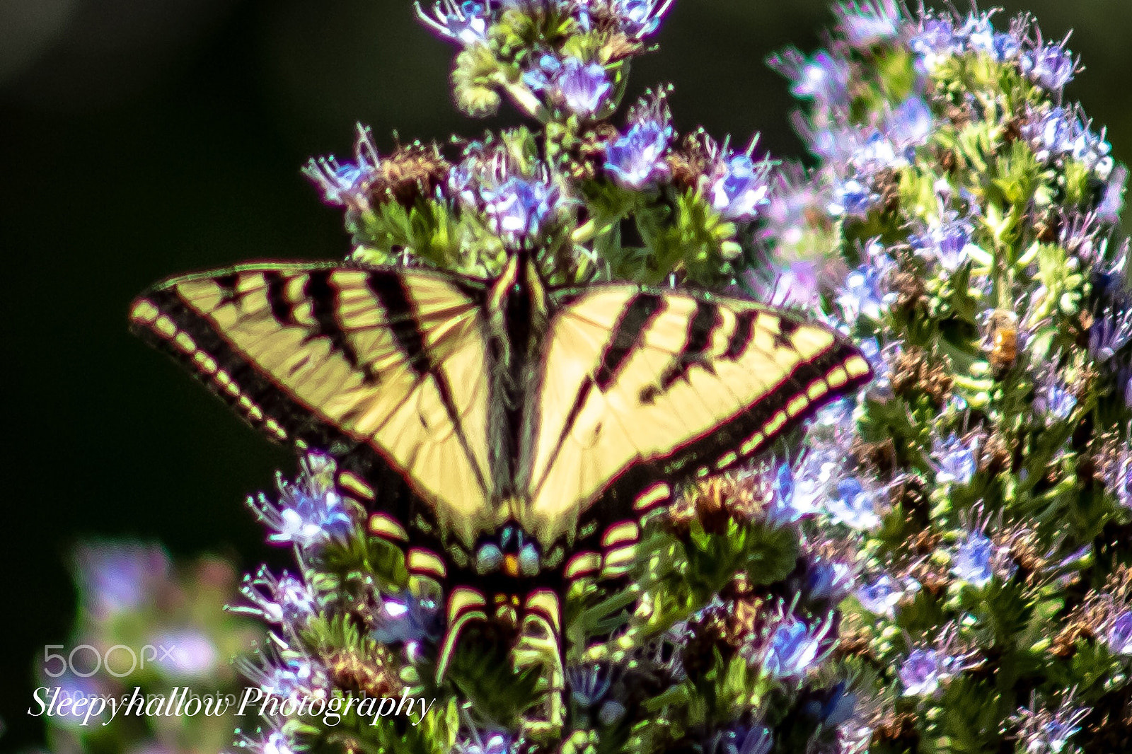 Canon EOS 1300D (EOS Rebel T6 / EOS Kiss X80) sample photo. Butterfly photography