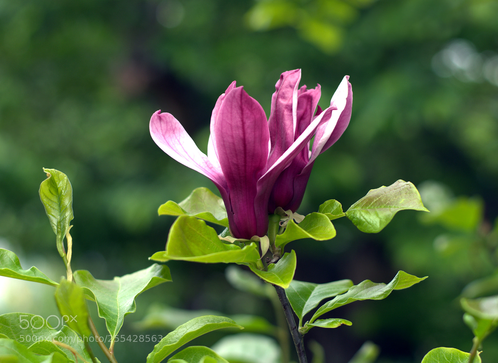 Nikon D7100 sample photo. Flowers photography