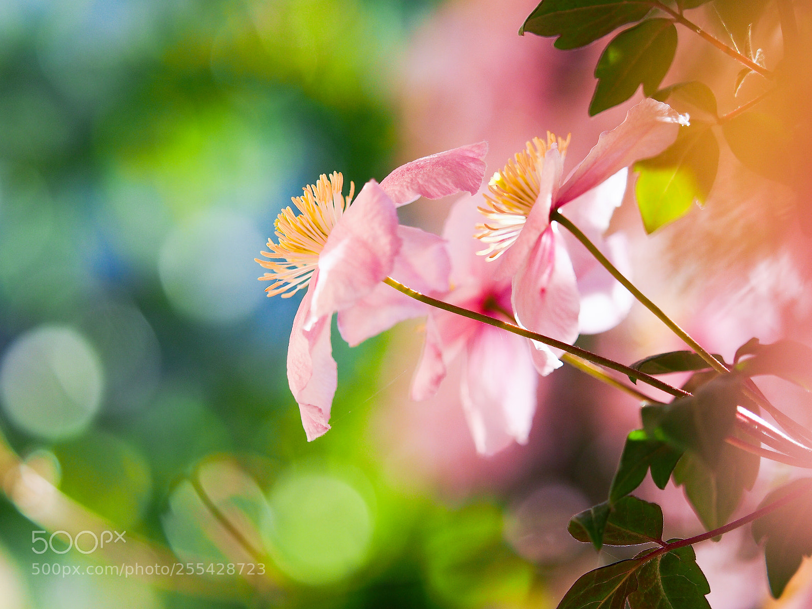 Olympus OM-D E-M5 sample photo. Clematis photography
