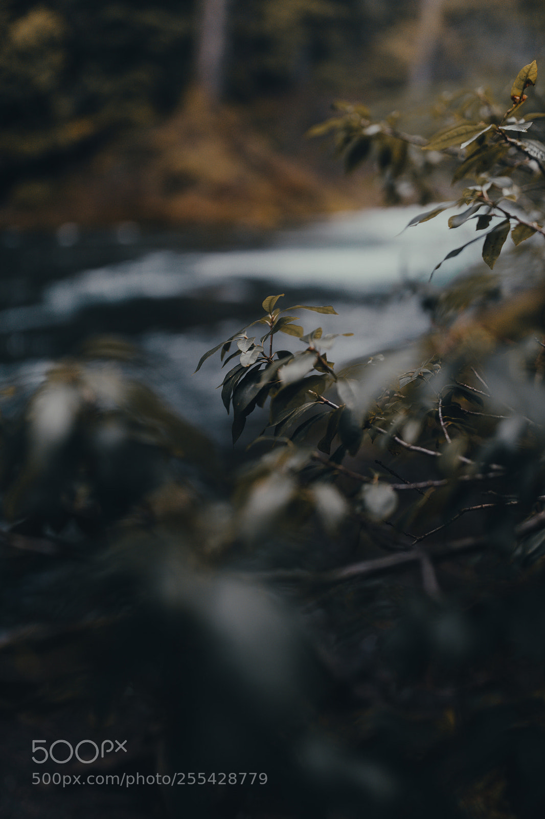 Canon EOS 5D Mark IV sample photo. Exploring the pnw photography
