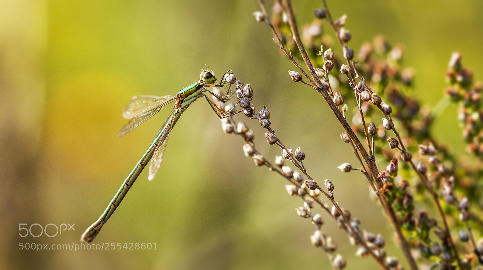 Canon EOS 50D sample photo. Dragonfly photography