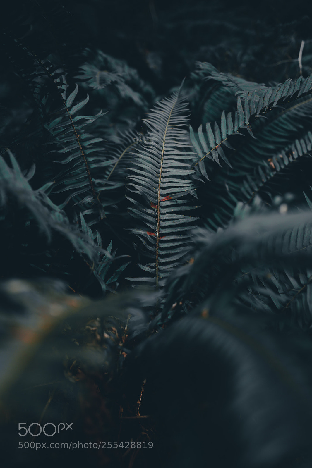 Canon EOS 5D Mark IV sample photo. Exploring the pnw photography