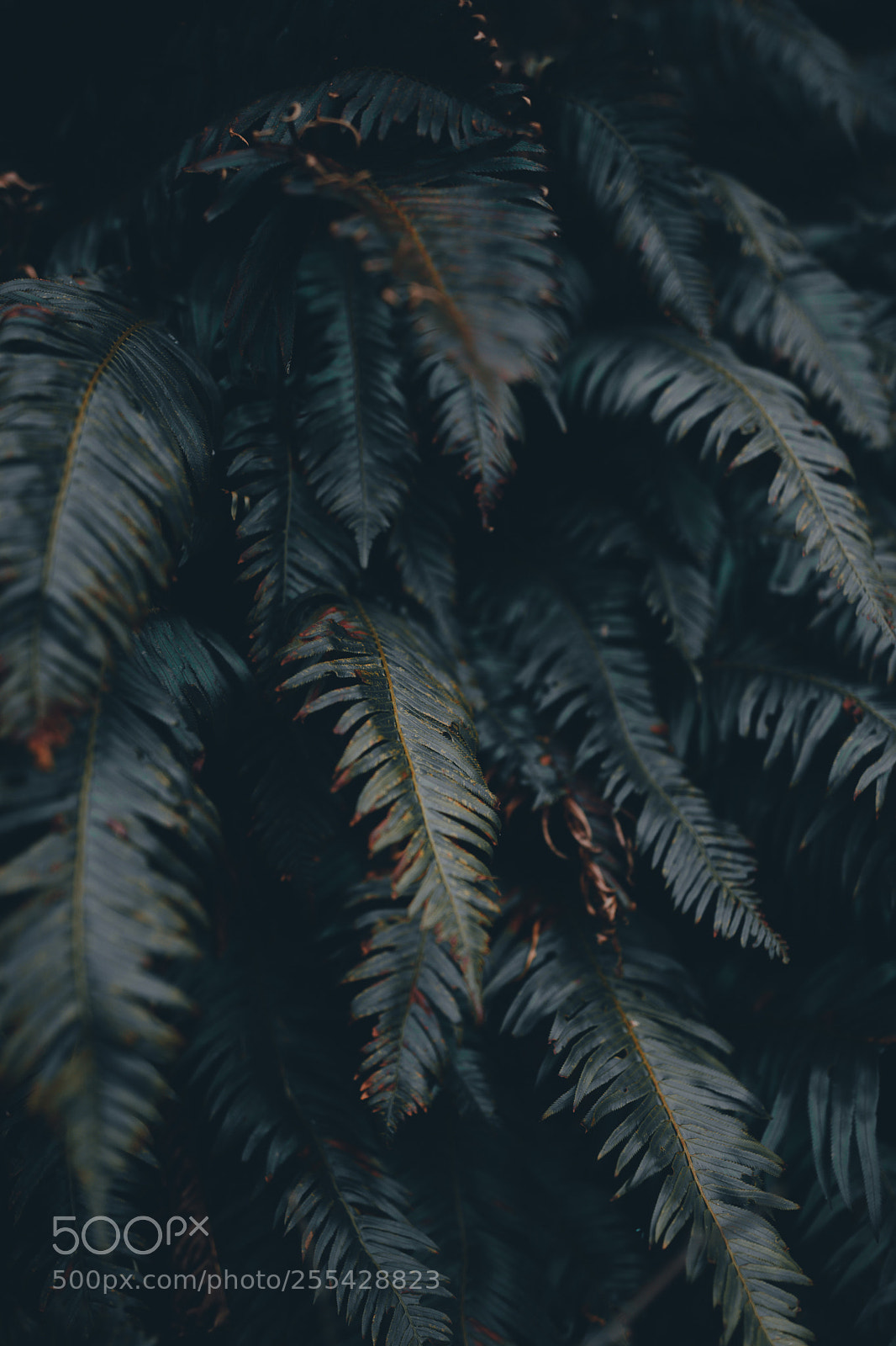 Canon EOS 5D Mark IV sample photo. Exploring the pnw photography