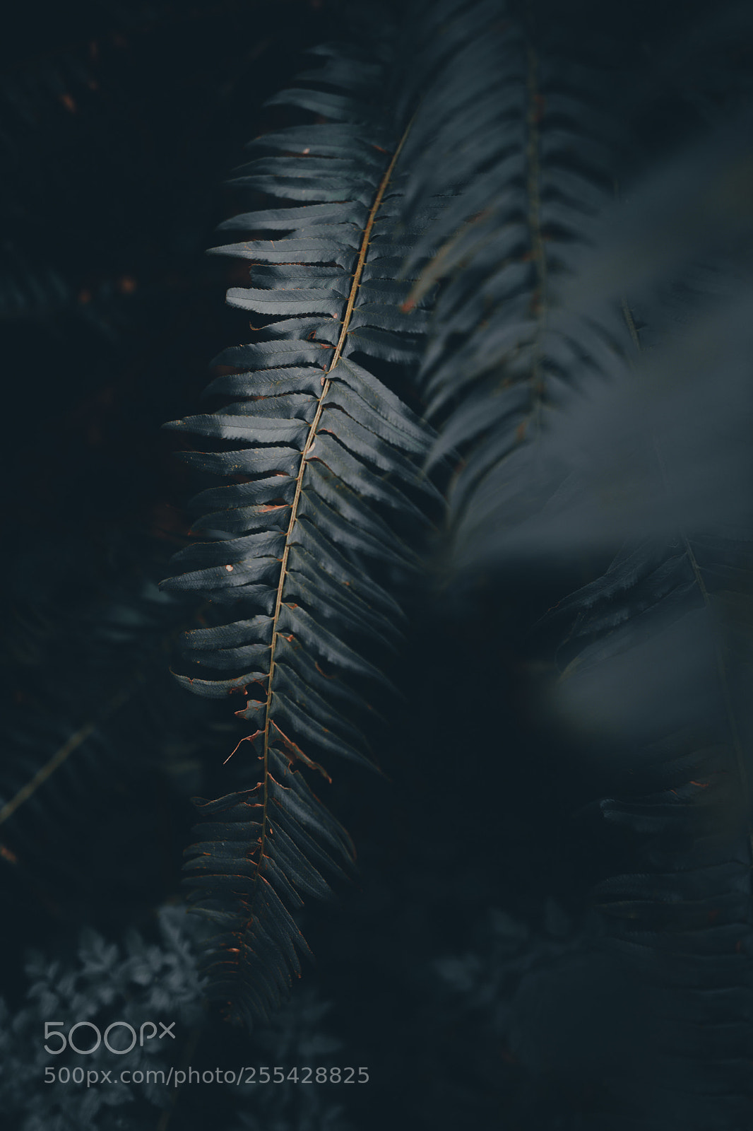 Canon EOS 5D Mark IV sample photo. Exploring the pnw photography