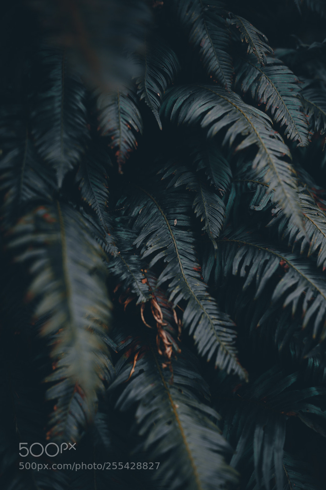 Canon EOS 5D Mark IV sample photo. Exploring the pnw photography