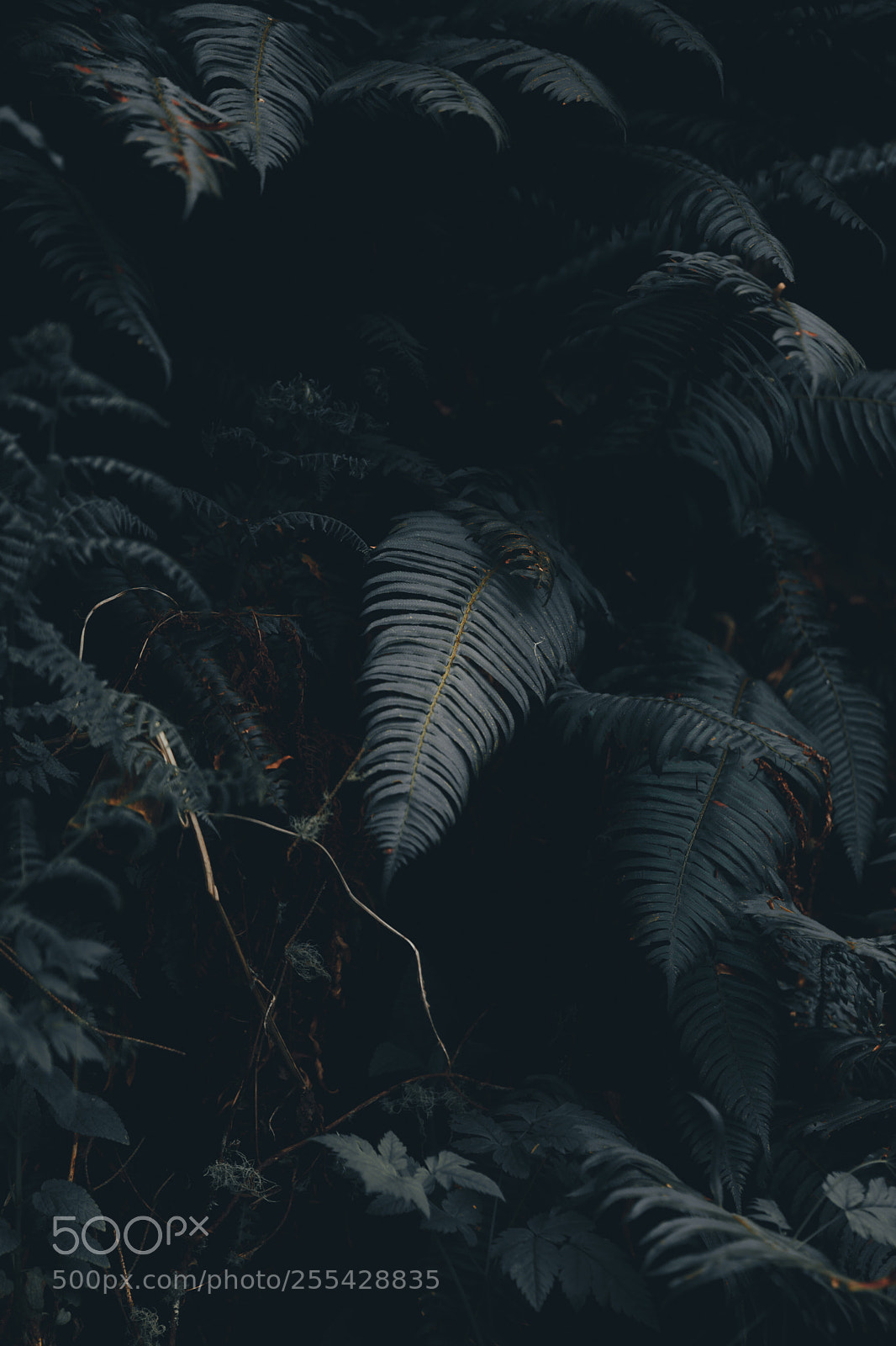 Canon EOS 5D Mark IV sample photo. Exploring the pnw photography