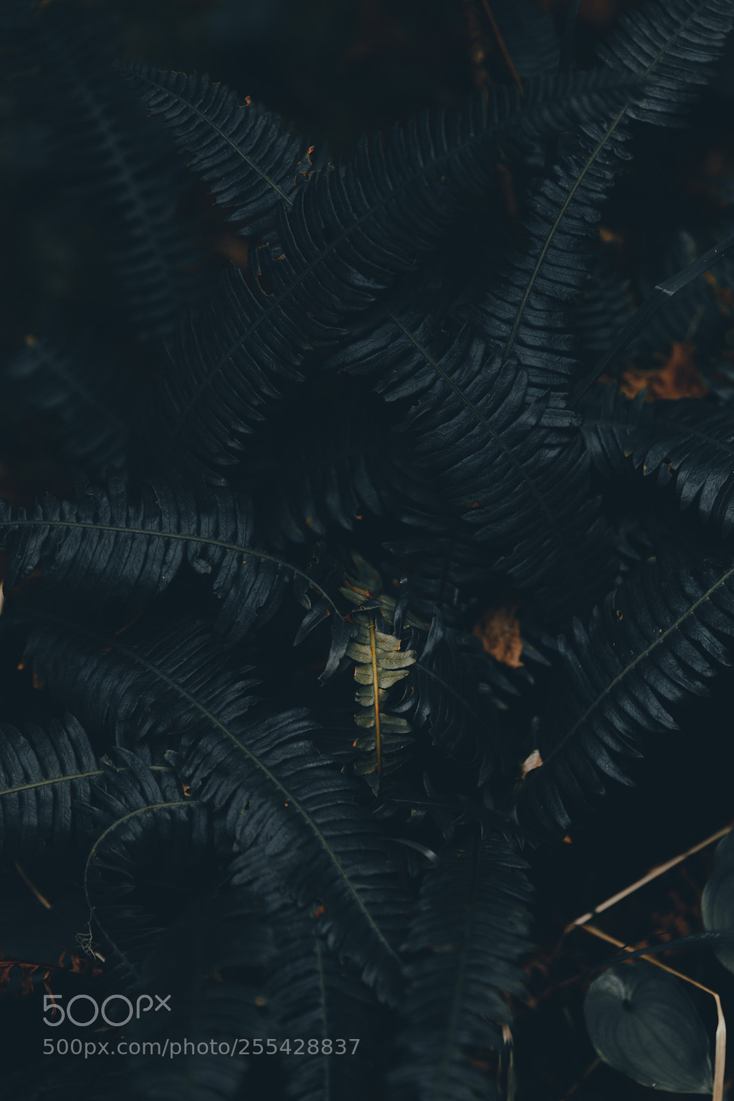 Canon EOS 5D Mark IV sample photo. Exploring the pnw photography