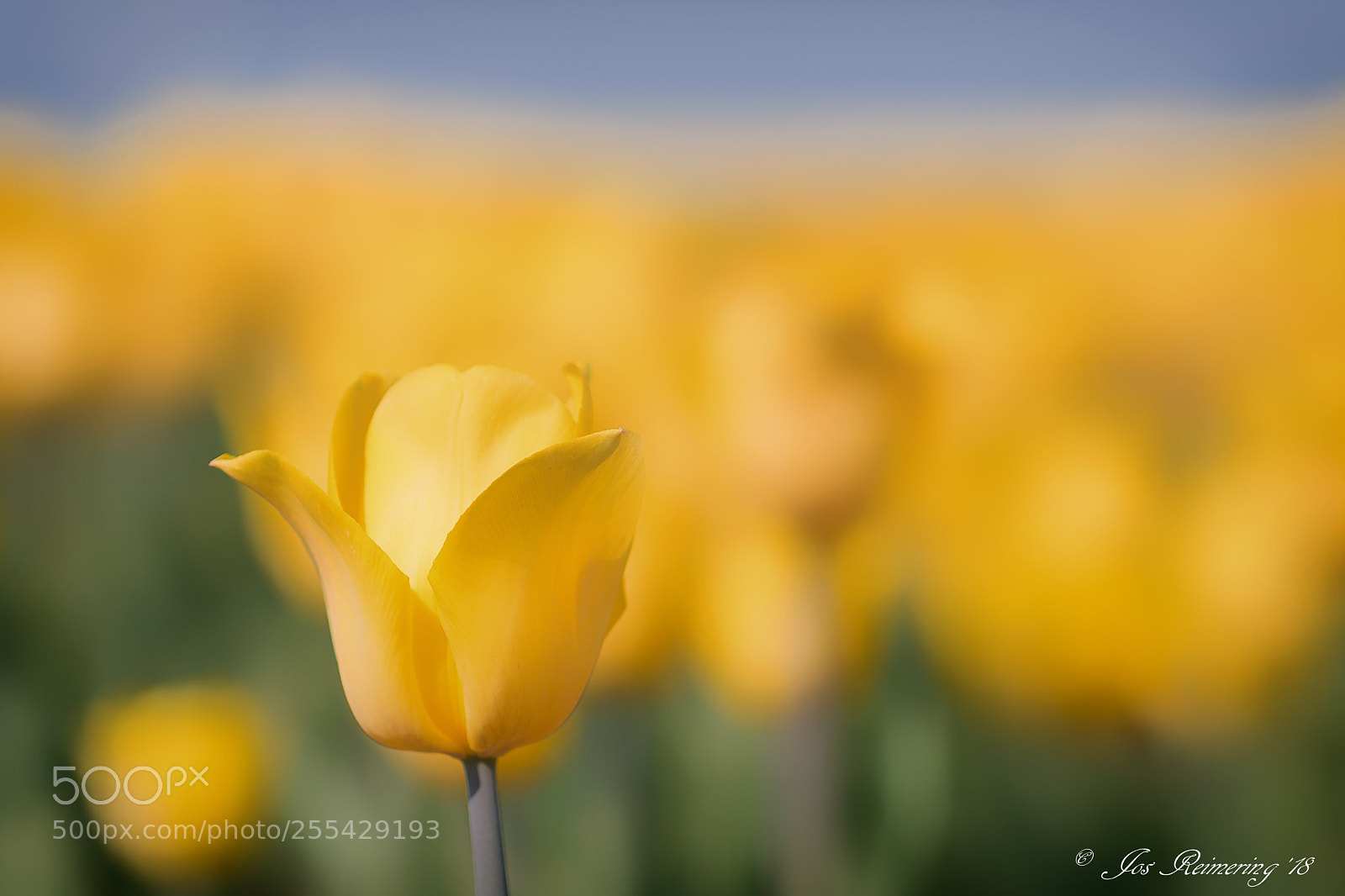 Nikon D500 sample photo. Yellow photography