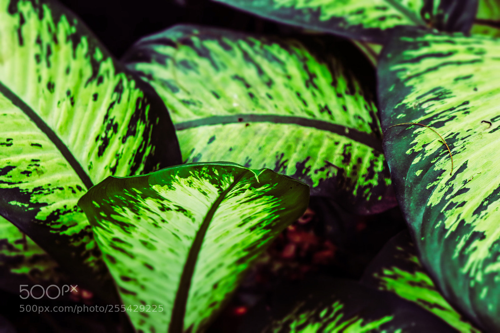 Canon EOS 77D (EOS 9000D / EOS 770D) sample photo. Untitled photography