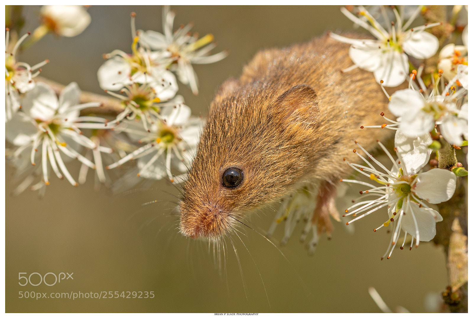 Canon EOS 5D Mark IV sample photo. Harvest mouse photography