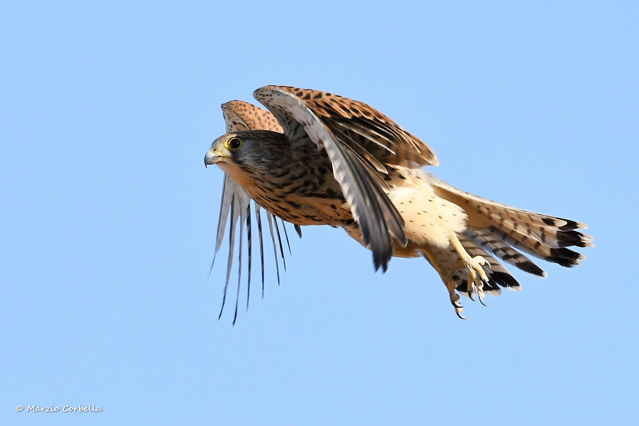 Nikon D500 + Nikon AF-S Nikkor 500mm F4E FL ED VR sample photo. Volare, oh oh cantare, oh oh oh oh let's fly way u photography