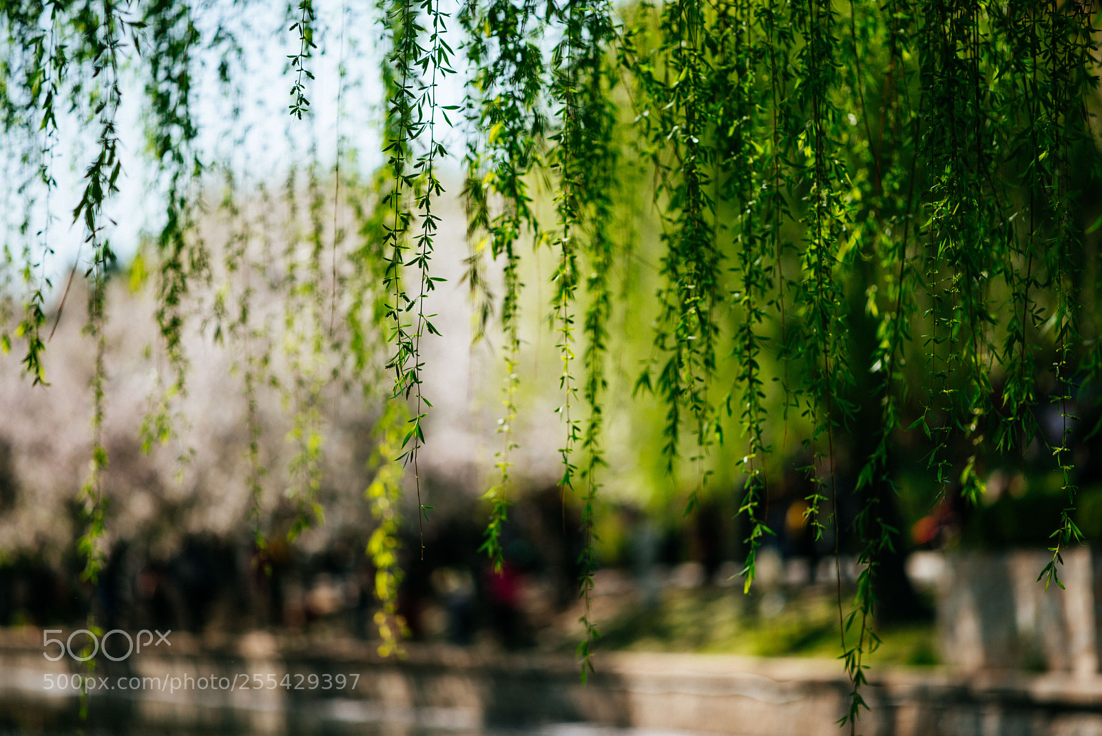 Nikon D810 sample photo. Willow curtains photography