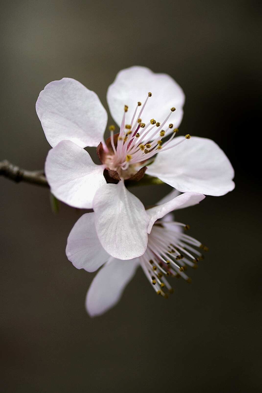 Nikon AF-S Micro-Nikkor 105mm F2.8G IF-ED VR sample photo. Pink flowers photography