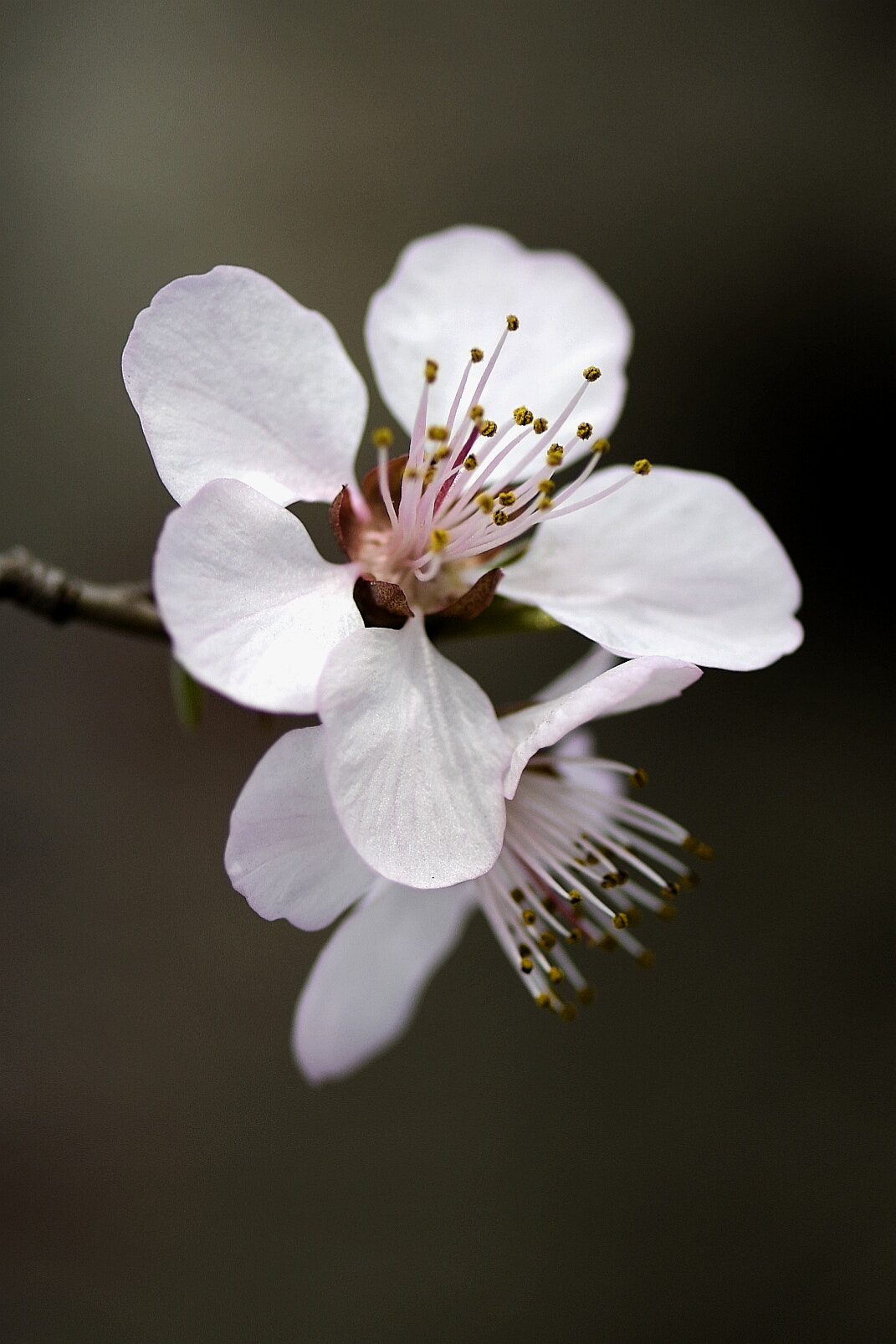 Nikon D500 + Nikon AF-S Micro-Nikkor 105mm F2.8G IF-ED VR sample photo. Pink flowers photography