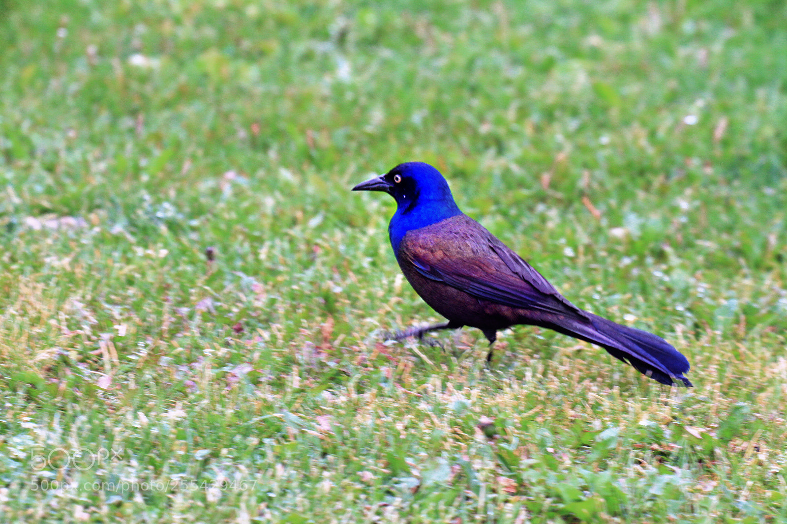 Canon EOS 7D sample photo. Running cowbird photography