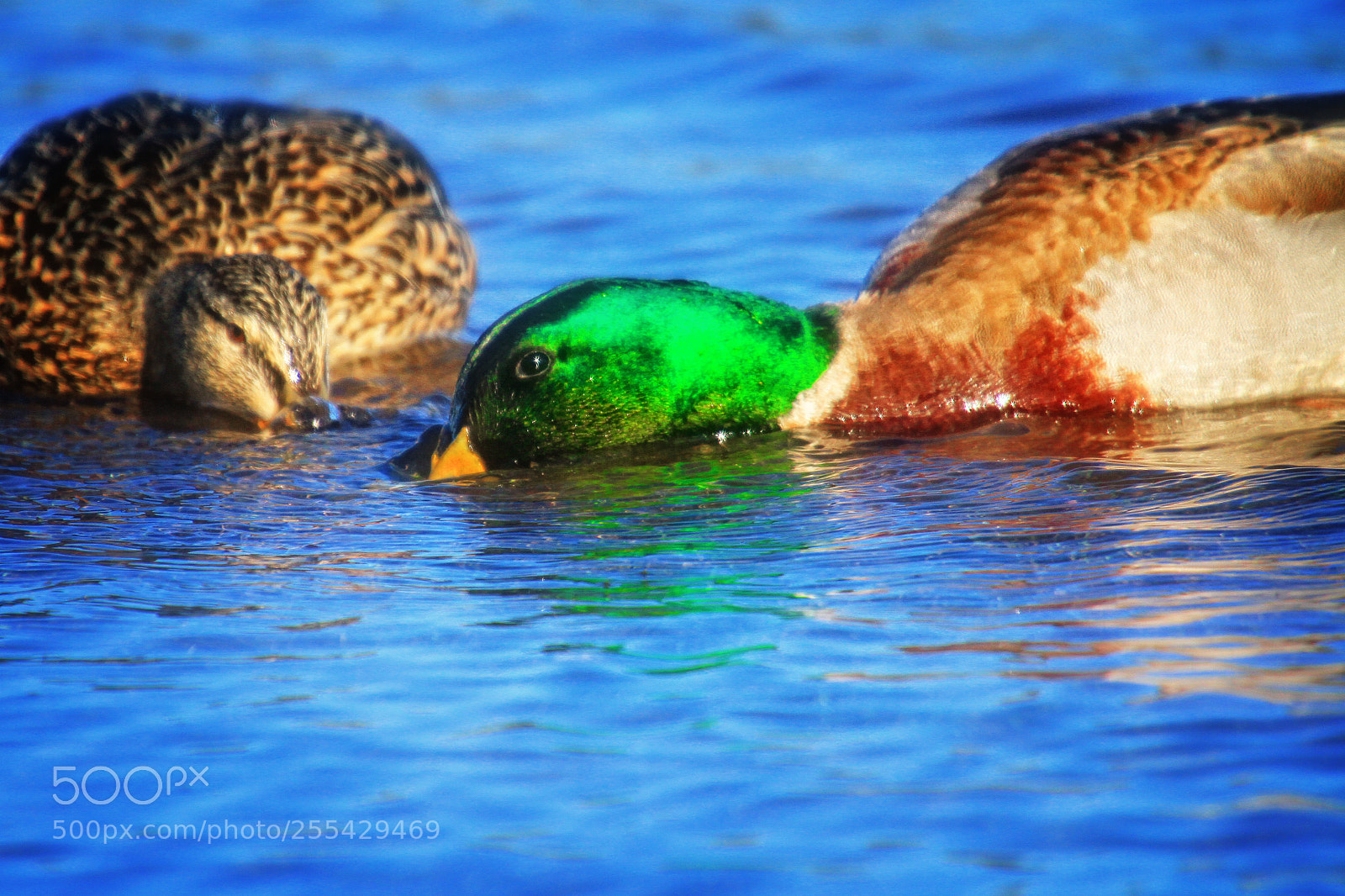 Canon EOS 7D sample photo. Aquatic conversations photography