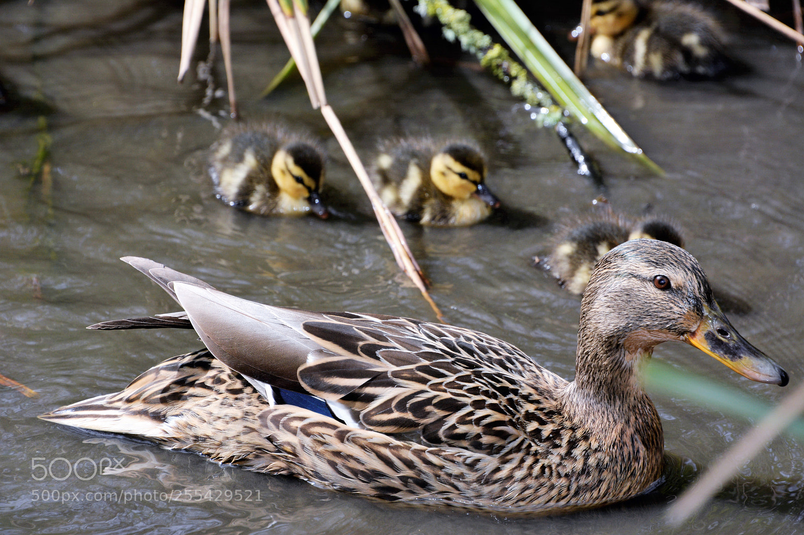 Nikon D7100 sample photo. Mallards photography