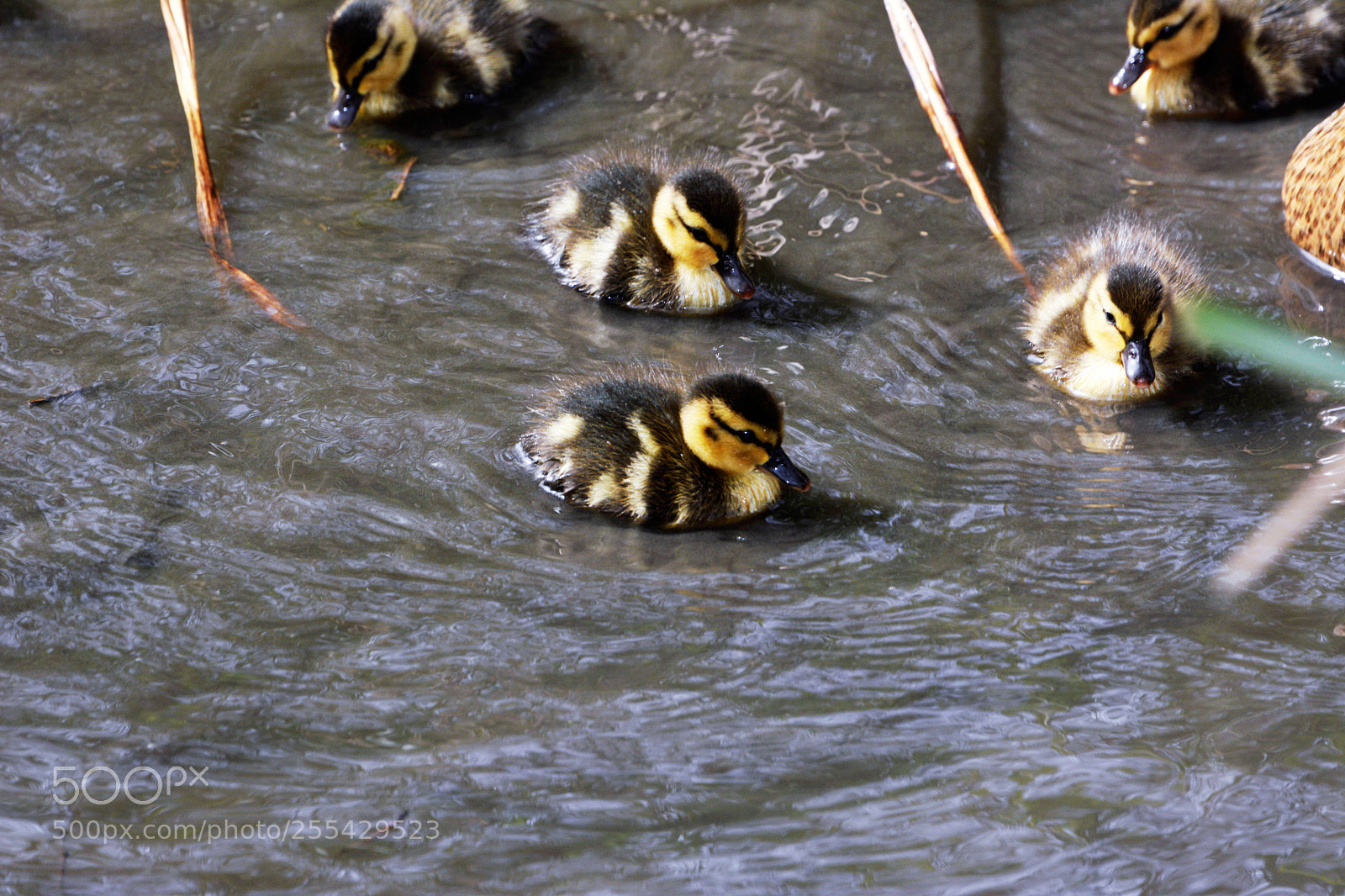 Nikon D7100 sample photo. Mallards photography