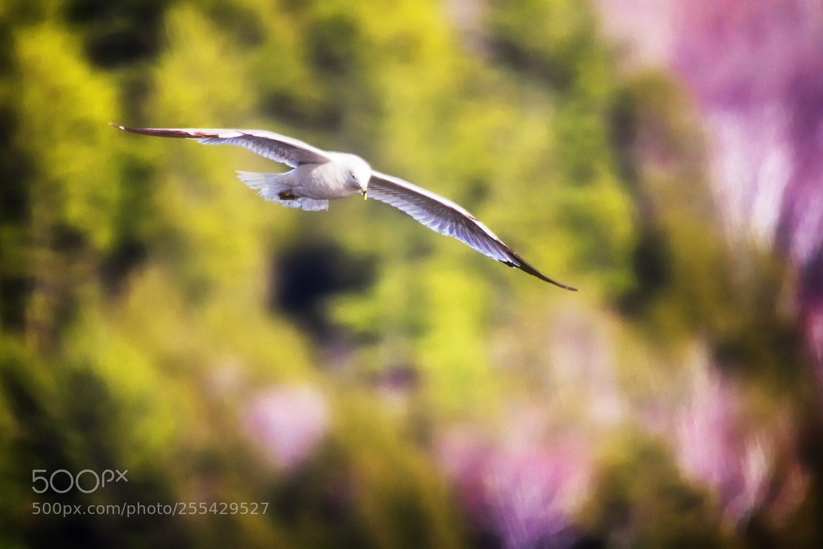 Canon EOS 7D sample photo. Gull in flight photography