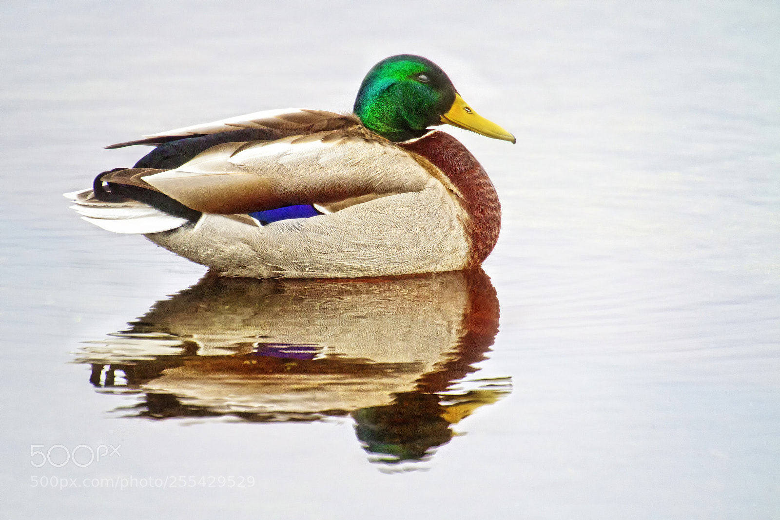 Canon EOS 7D sample photo. Double ducker photography