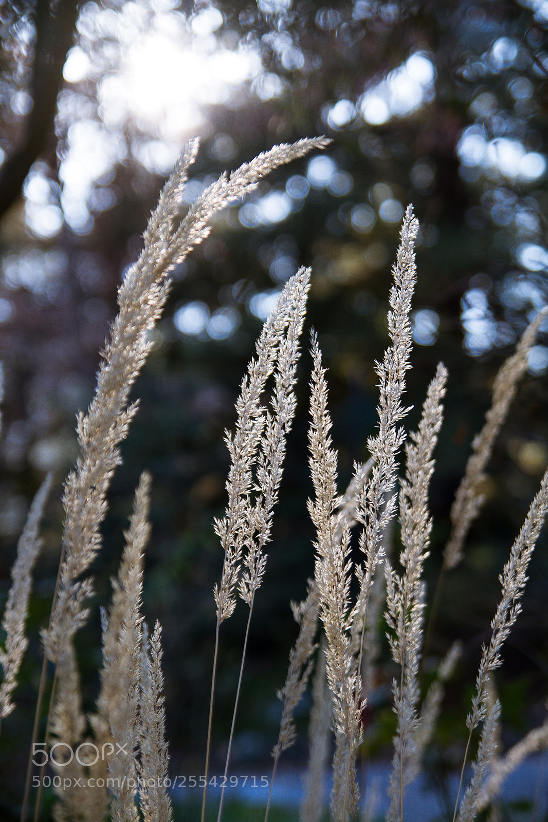 Canon EOS 7D sample photo. Swaying photography