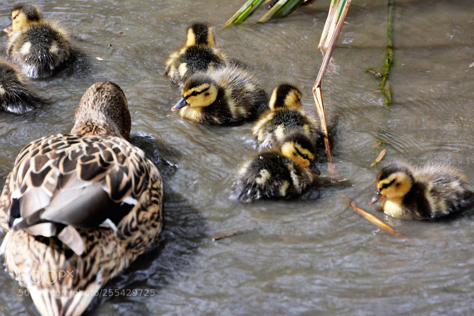 Nikon D7100 sample photo. Mallards photography