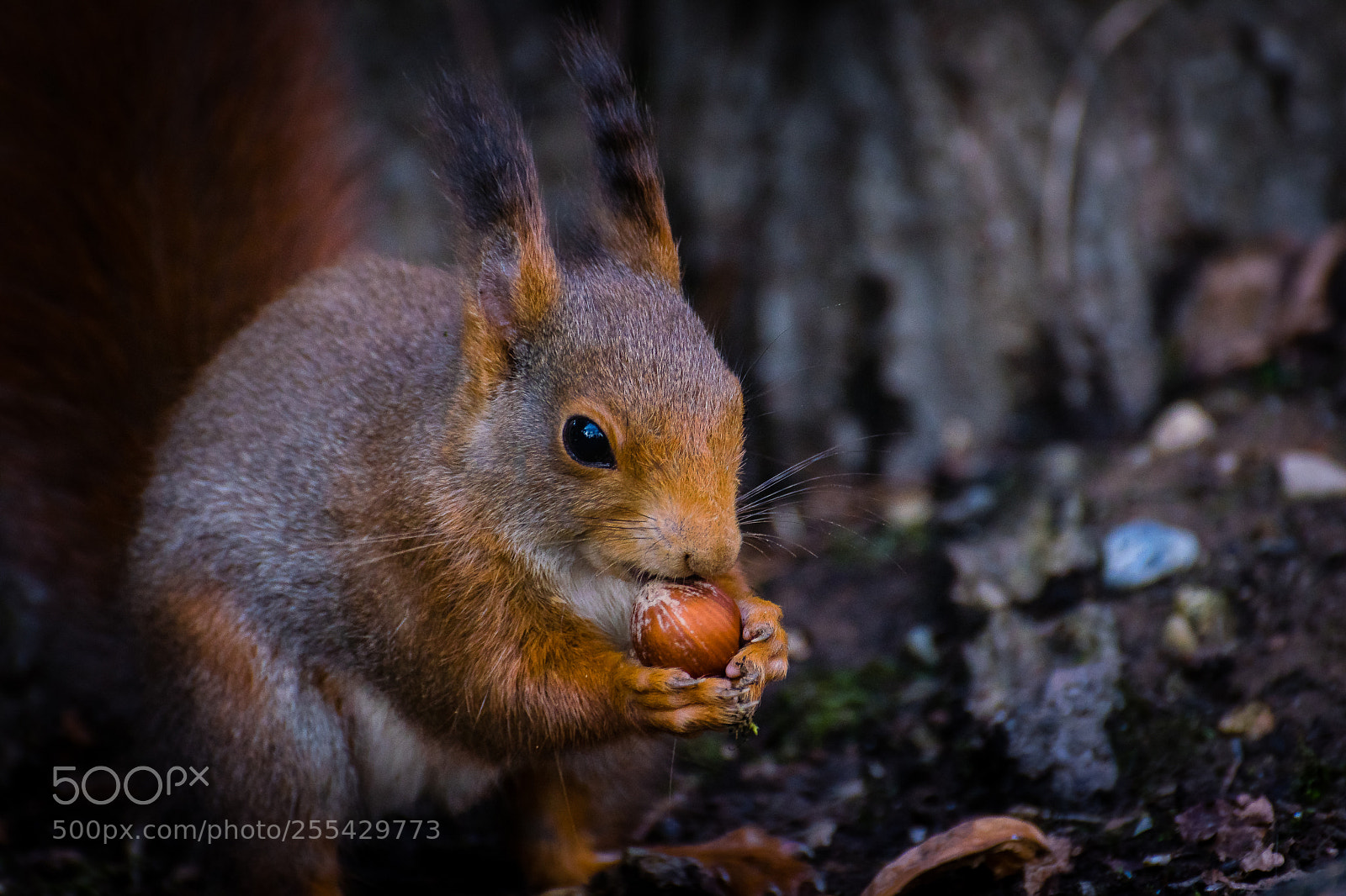 Nikon D5300 sample photo. Hungry squirrel photography