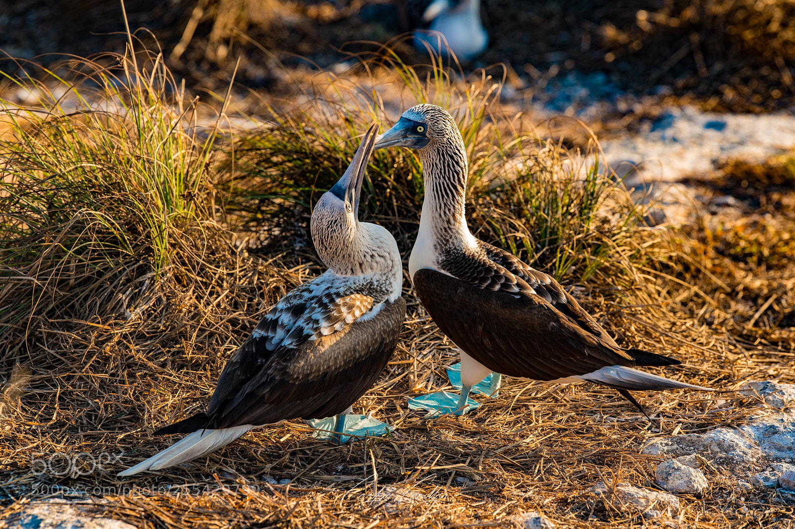 Nikon D850 sample photo. Blue-footed booby (sula nebouxii) photography