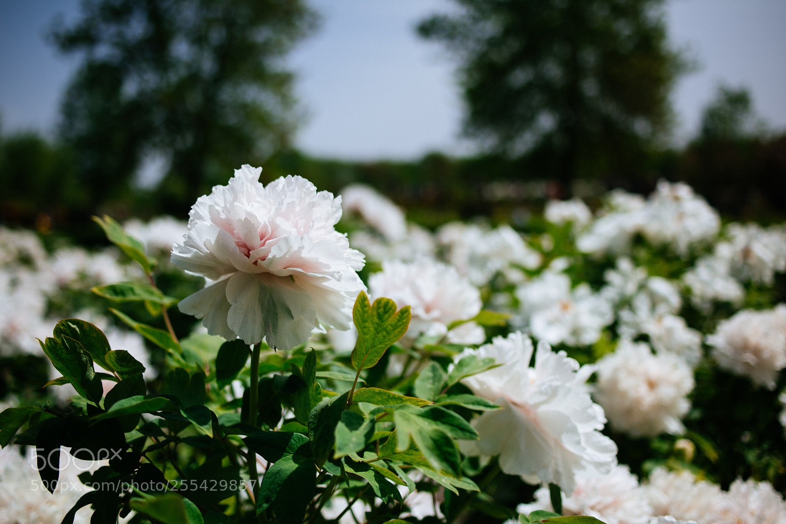 Nikon D810 sample photo. A white fairy photography