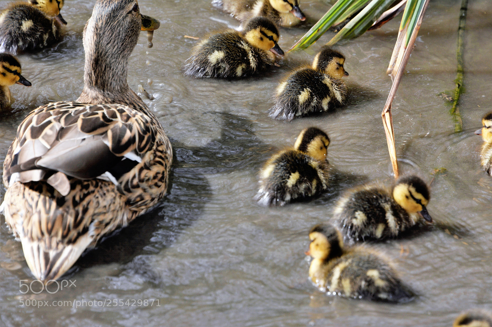 Nikon D7100 sample photo. Mallards photography
