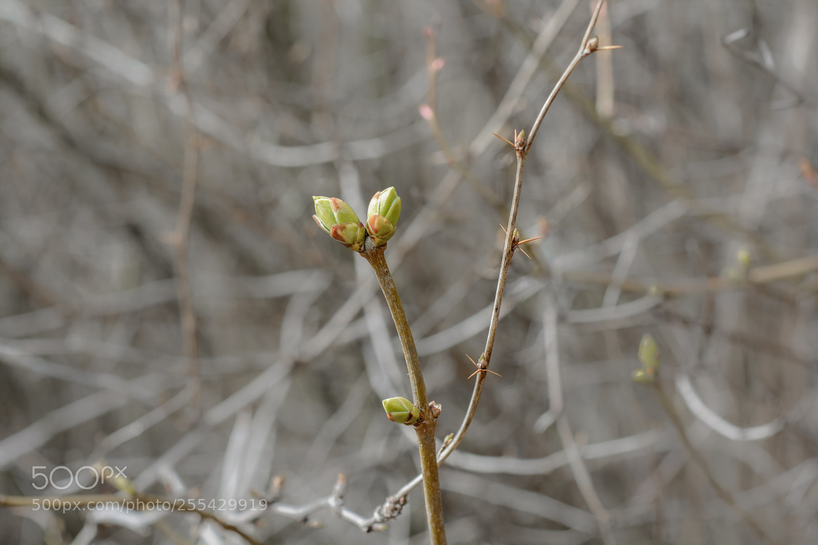 Nikon D7100 sample photo. Spring, buds blossom even photography