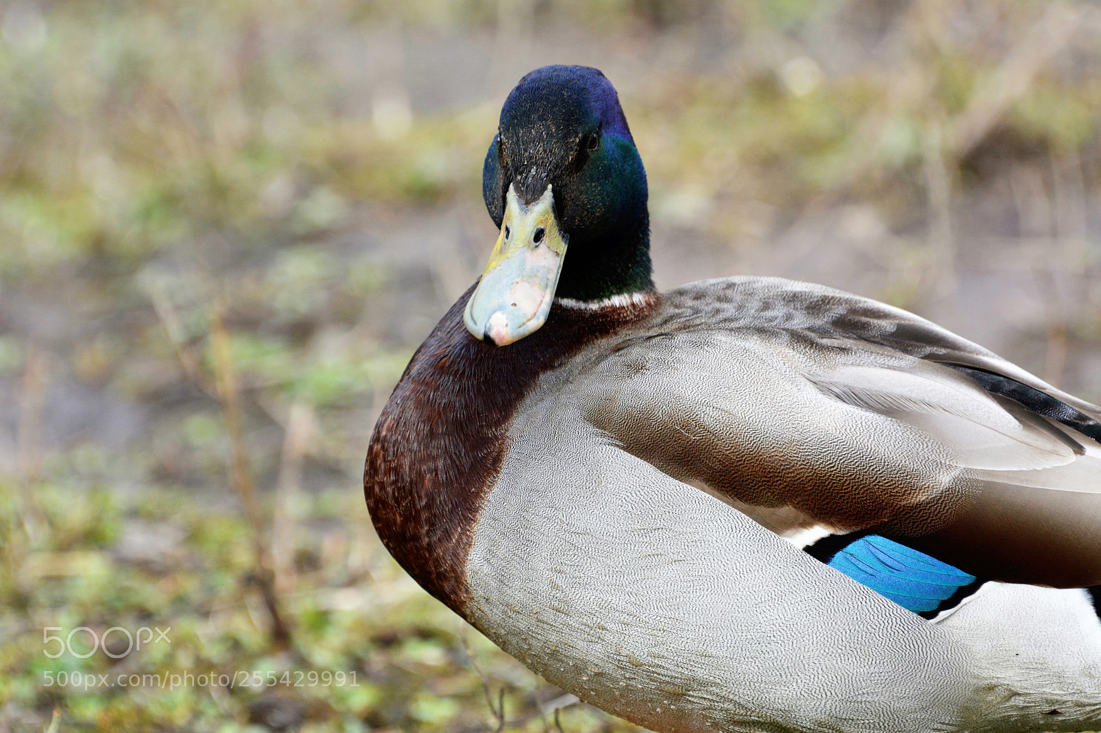 Nikon D7100 sample photo. Mallards photography