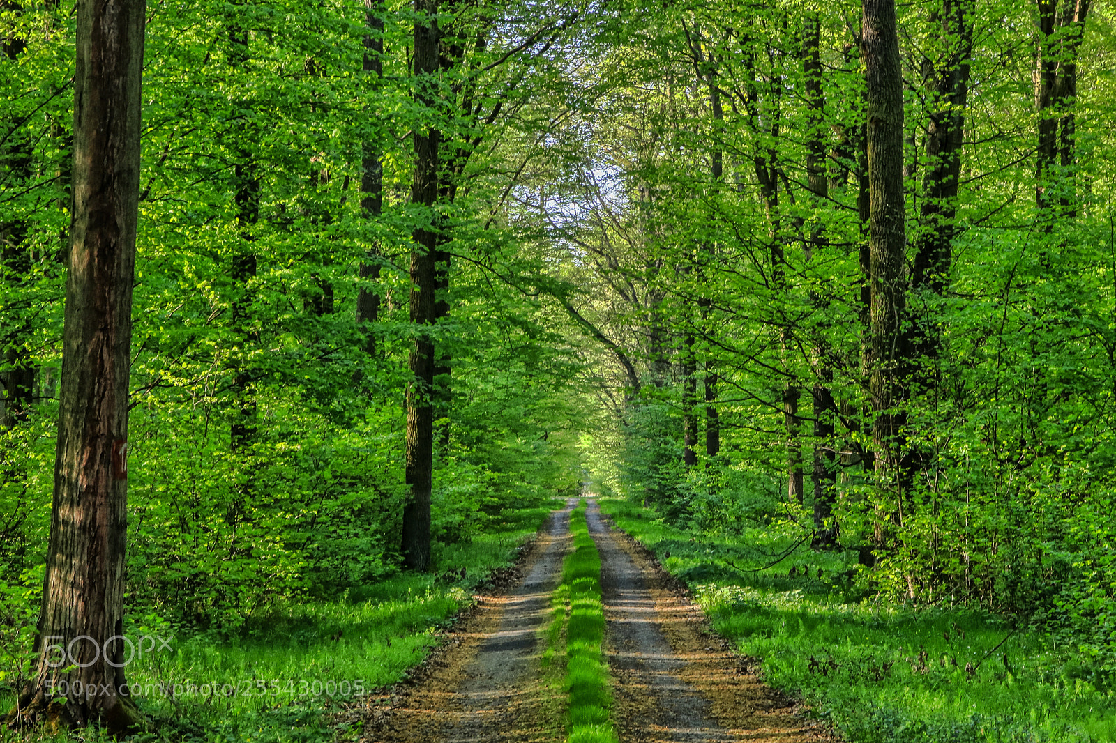 Canon EOS 80D sample photo. The green mile... photography