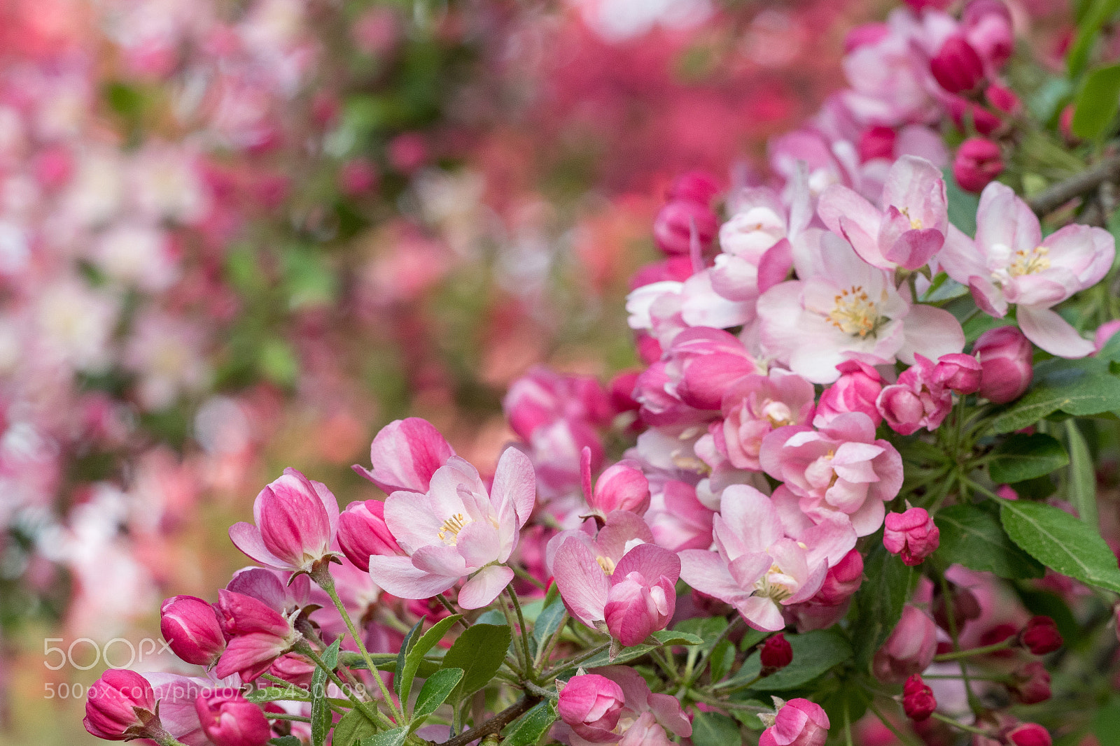 Olympus OM-D E-M1 Mark II sample photo. Cherry blossom photography