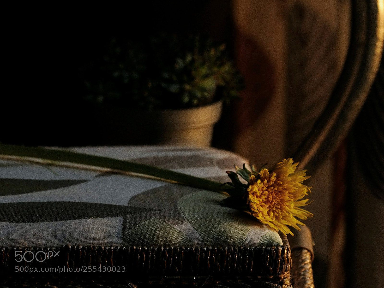 Nikon D5000 sample photo. Dent de lion photography